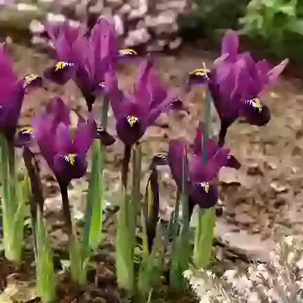 Purple Hill